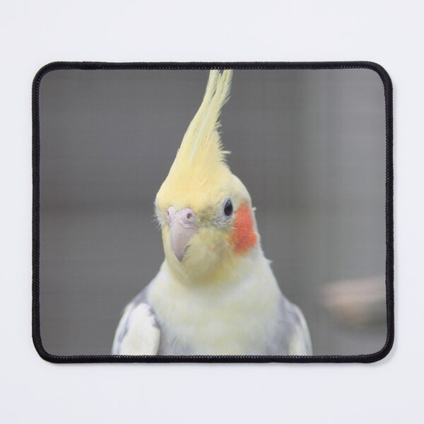 Item preview, Cockatiel Closeup designed and sold by Art-In-A-Lense.