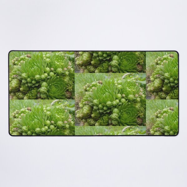 Item preview, Succulent designed and sold by miaterinka.