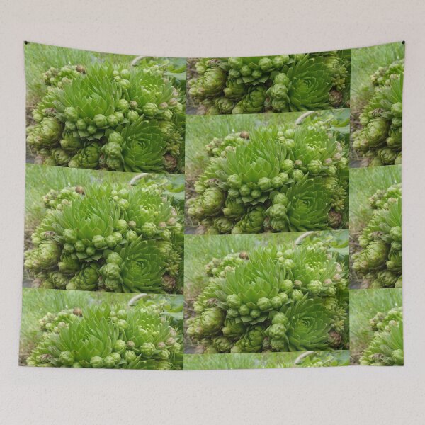 Item preview, Succulent designed and sold by miaterinka.