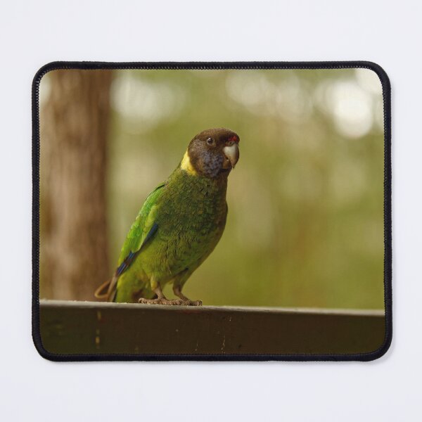 Item preview, Australian ringneck parrot on porch designed and sold by hendrikspix.
