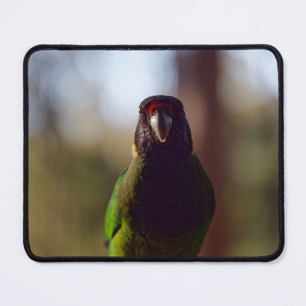 Item preview, Australian ringneck parrot upclose designed and sold by hendrikspix.