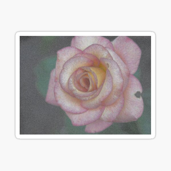 Single Pink Rose Sticker