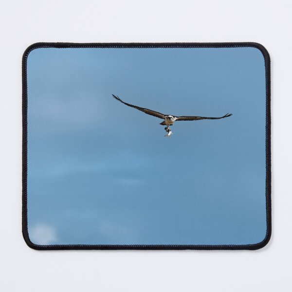 Item preview, Flying Eastern osprey with recently caught fish designed and sold by hendrikspix.