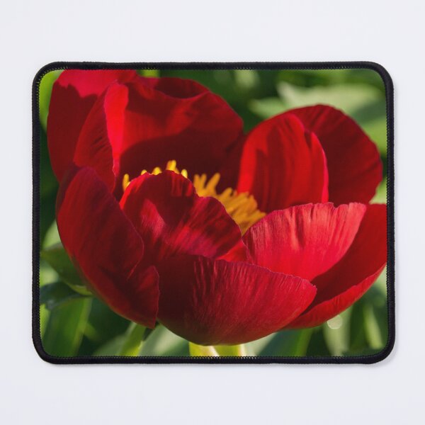 Item preview, Lipstick Red Beauty with a Golden Heart - One Very Showy Peony Bloom designed and sold by Georgia Mizuleva.