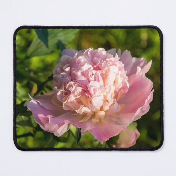 Item preview, Girly Pink Beauty in Brilliant Sunshine - One Very Showy Peony Bloom designed and sold by Georgia Mizuleva.