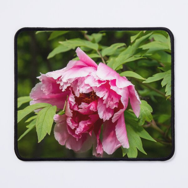 Item preview, Ruffled Petals in Many Shades of Pink - One Very Showy Tree Peony Bloom designed and sold by Georgia Mizuleva.