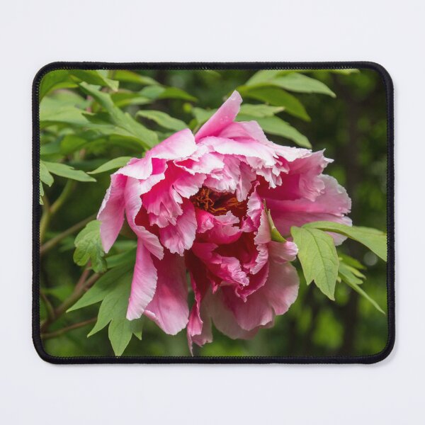 Item preview, Ruffled Petals in Many Shades of Pink - A Very Showy Tree Peony Bloom designed and sold by Georgia Mizuleva.