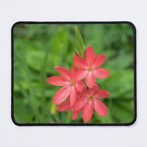 Item preview, Three Bold Pink River Lily Blooms - Exotic South African Beauties in a Garden designed and sold by Georgia Mizuleva.