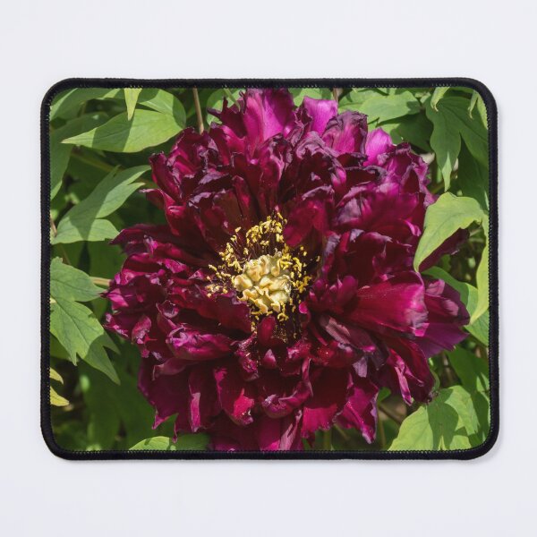 Item preview, Garnet Colored Ruffles and Gold Dust - One Very Showy Tree Peony Bloom designed and sold by Georgia Mizuleva.