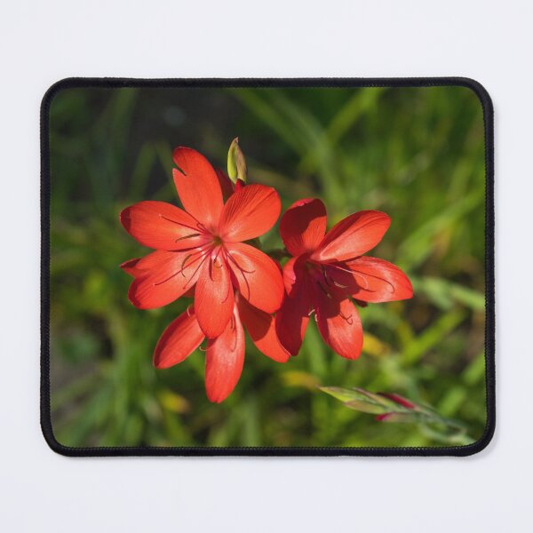 Item preview, Three Crimson River Lily Blooms - Exquisite South African Beauties in a Garden designed and sold by Georgia Mizuleva.