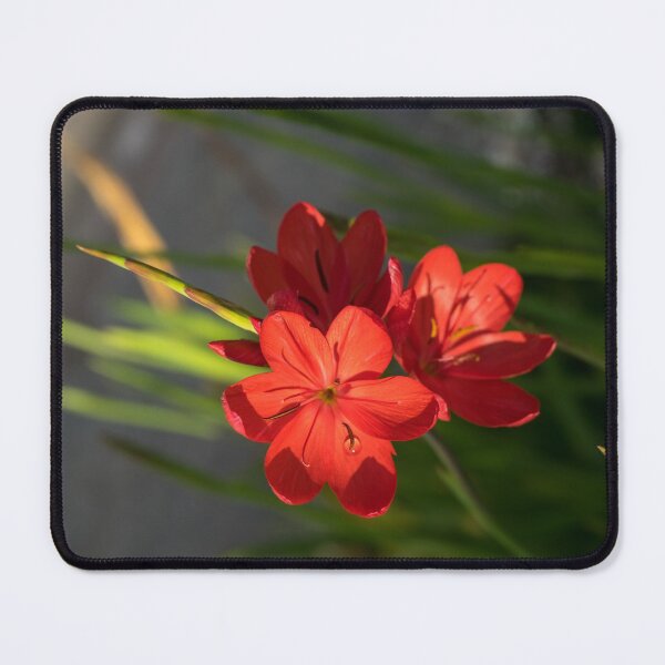 Item preview, Three Crimson River Lily Blooms - Exotic South African Beauties in a Garden designed and sold by Georgia Mizuleva.
