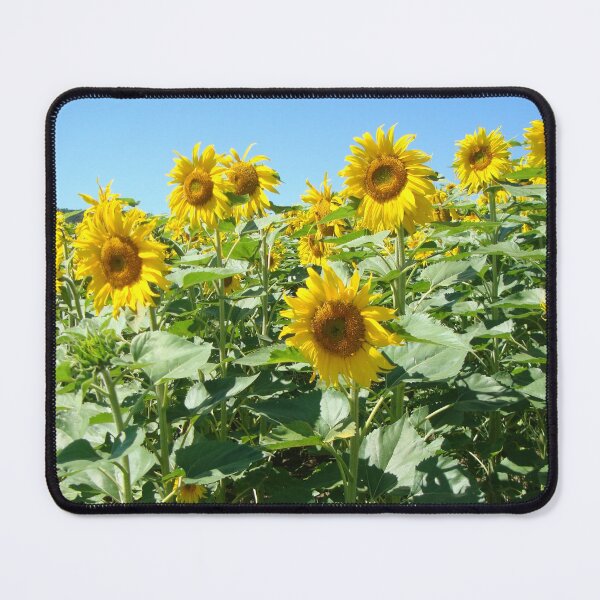 Item preview, Natur, Landschaft, Sonnenblumen, Feld, gelb, Fotografie, BebiCervin designed and sold by BebiCervin.
