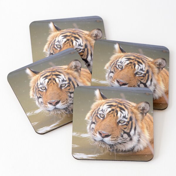 Item preview, Tiger in India Ranthambore Rajasthan designed and sold by WabiSabi-Photos.