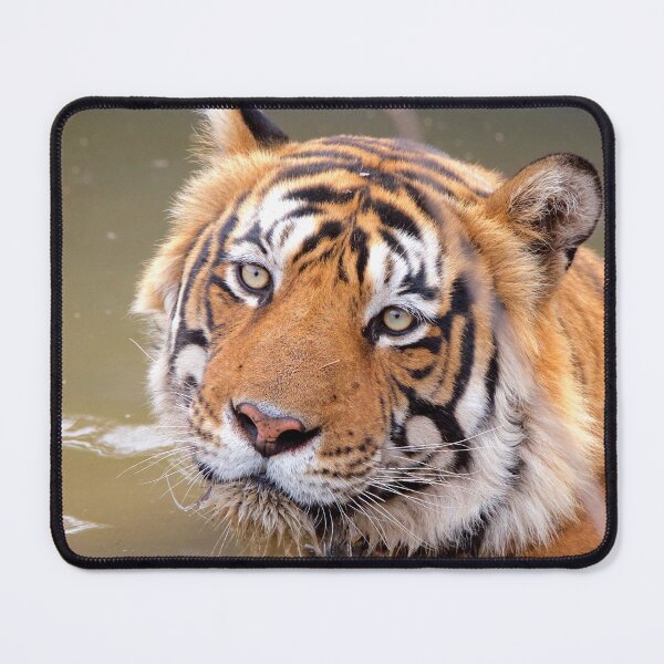 Item preview, Tiger in India Ranthambore Rajasthan designed and sold by WabiSabi-Photos.
