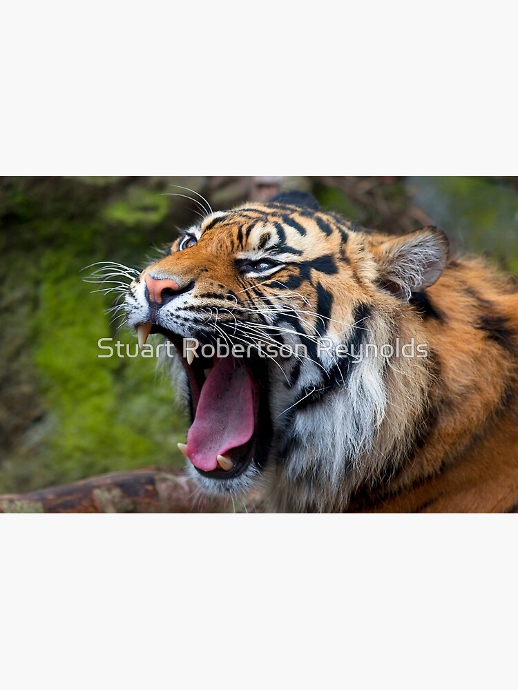Wild Thing by Sparky2000