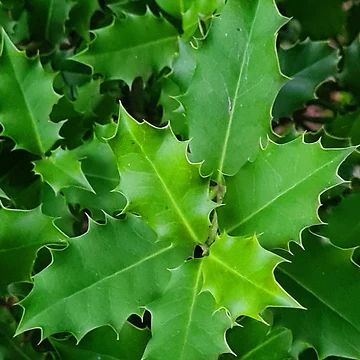 Artwork thumbnail, Green Holly by RAdley21
