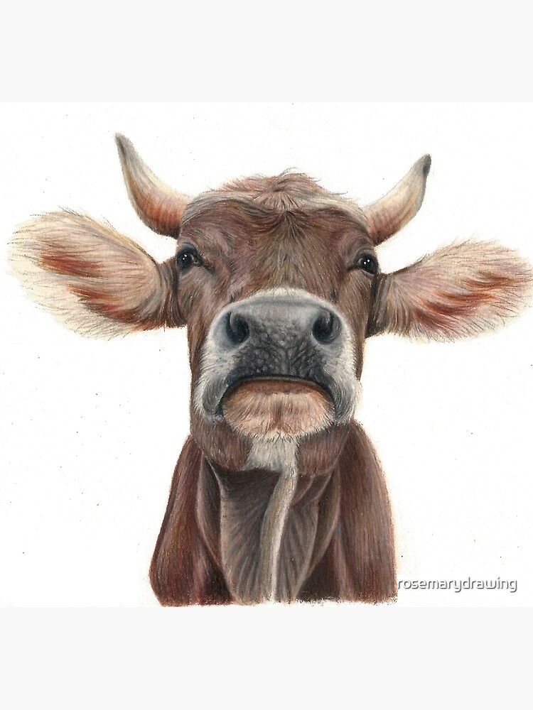 Jersey Cow - Colour Drawing by balloonfactory on DeviantArt
