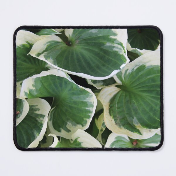 Item preview, Hosta designed and sold by Susie Kramer.