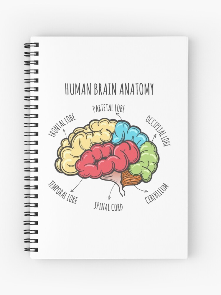 Cuaderno de espiral «Bosquejo de la anatomía del cerebro humano» de  devaleta | Redbubble