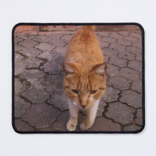 Item preview, Pet, Cat, Friendly, Red-haired, Photography, BebiCervin designed and sold by BebiCervin.