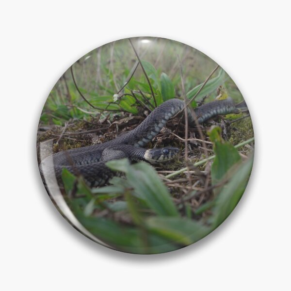 Item preview, Barred grass snake designed and sold by Steven Allain.