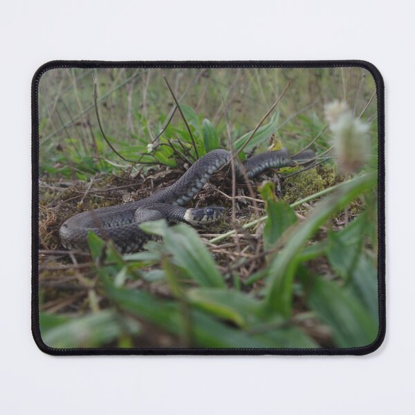 Item preview, Barred grass snake designed and sold by Steven Allain.