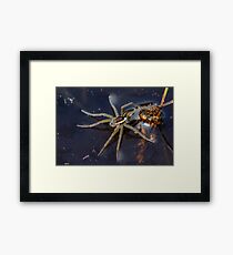 Young Raft Spider (Dolomedes fimbriatus) sitting on the surface of a pond, seemingly waiting for prey. Framed Print