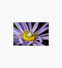A Crab Spider (Misumena vatia) laying in wait on a Purple Aster flower for an unsuspecting bee or fly. Art Board