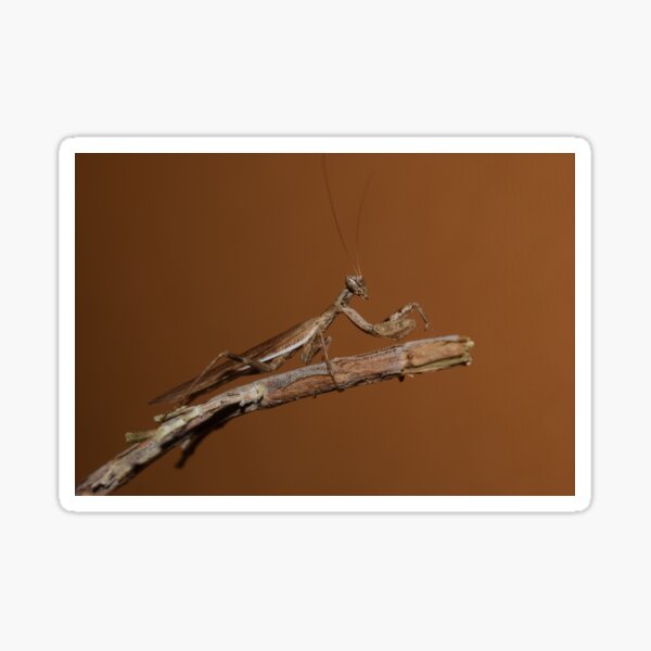 Item preview, Male European dwarf mantis (Ameles spallanzania) on a stick 3 designed and sold by Furiarossa.