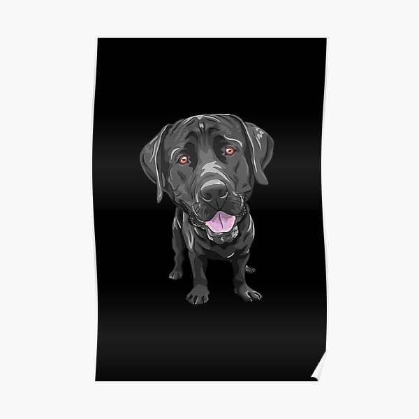 labrador messy drinker