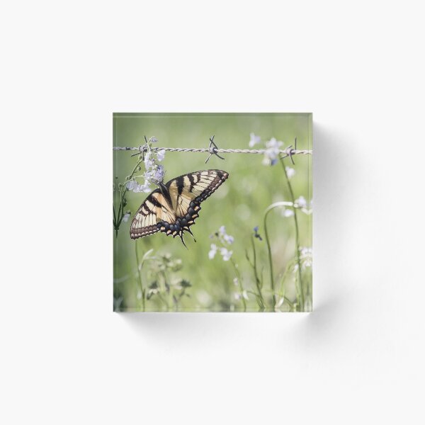 Spring Butterfly Acrylic Block