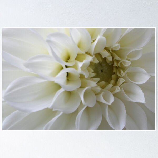 White Dahlia Poster