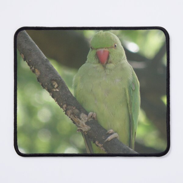 Item preview, Perching Ring Necked Parakeet Photograph designed and sold by naturegallery.