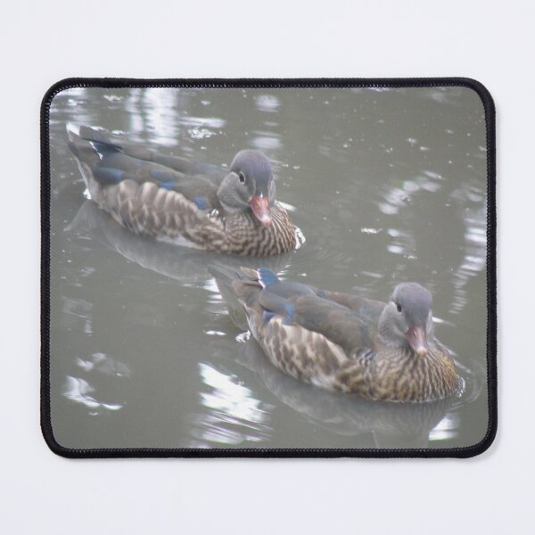 Item preview, Male Mandarin Ducks in Eclipse Photograph designed and sold by naturegallery.