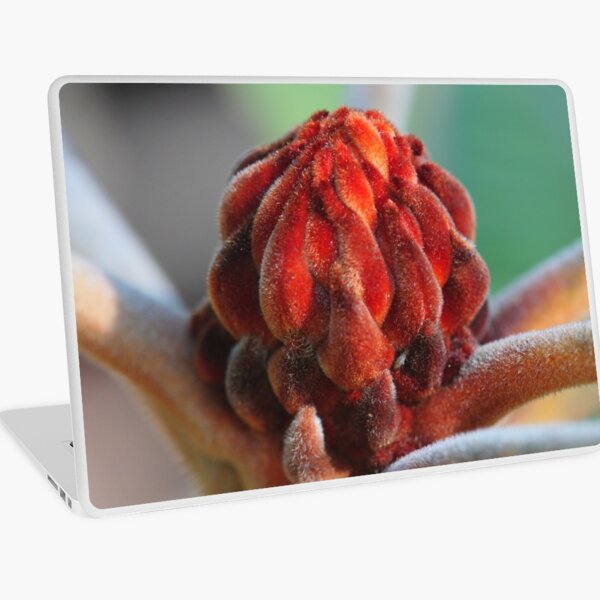 Banksia Robur Laptop Skin