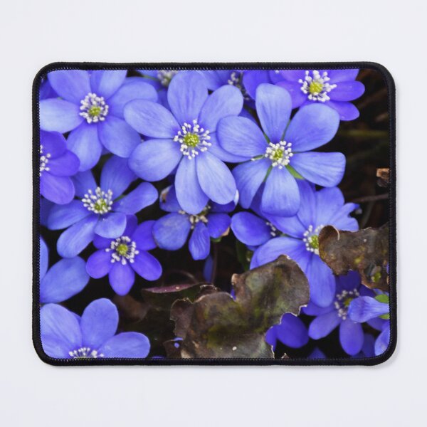 Item preview, blue flowers | Nature photography designed and sold by Mii-pics.