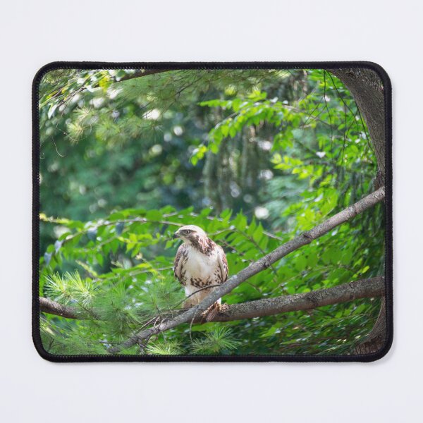 Item preview, Young Red Tail Hawk designed and sold by DianeLindonCoy.