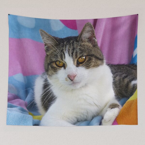 Item preview, Beach Blanket Cutie designed and sold by Frankie Cat Photography.