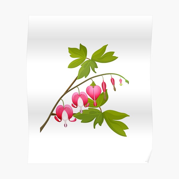 Bleeding heart with leaves Poster