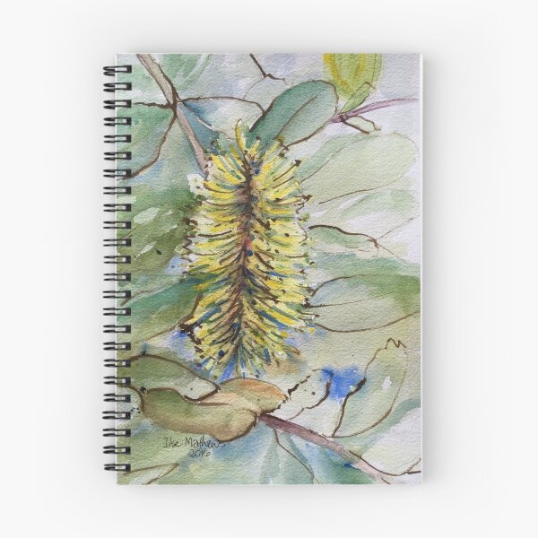 Aperçu de l'œuvre Étude de Banksia prostrata créée et vendue par Ilse Mathews.