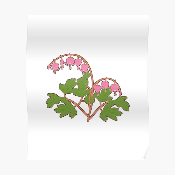 Bleeding heart with leaves Poster