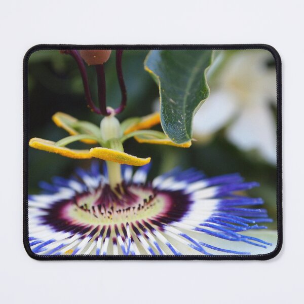 Item preview, Passionflower (passiflora) from my neighborhood designed and sold by Douglas E. Welch Design and Photography.