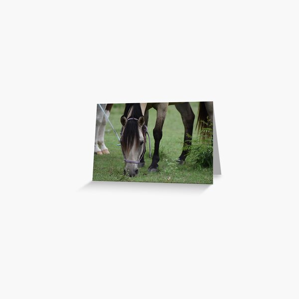 Just a horse Greeting Card