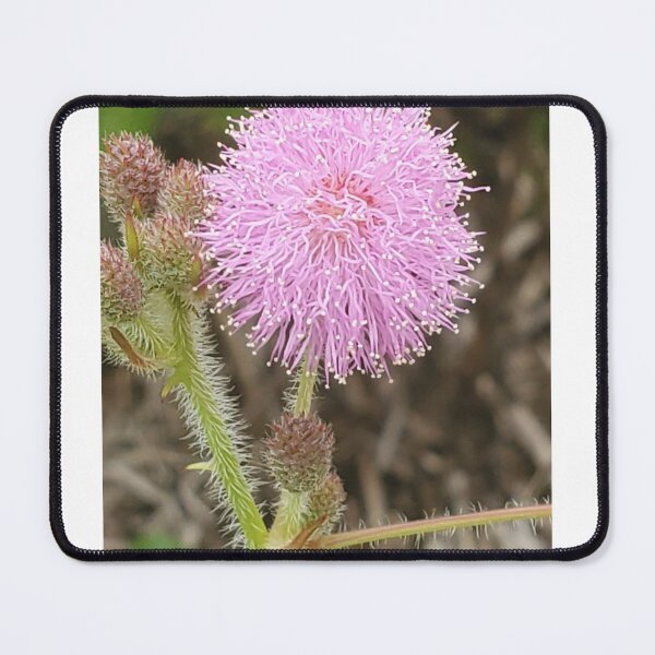 Item preview, Pink Mimosa Sapling Plant designed and sold by ImagiNatureDay.