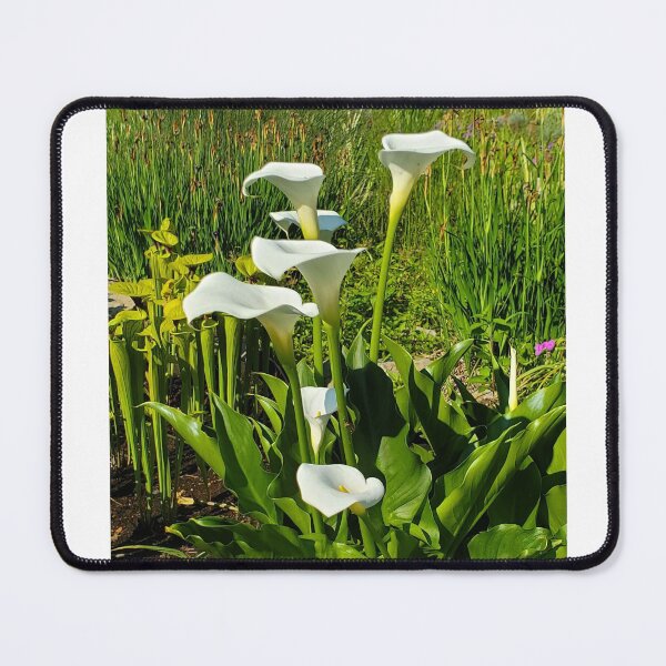 Item preview, Calla Lilly designed and sold by ImagiNatureDay.