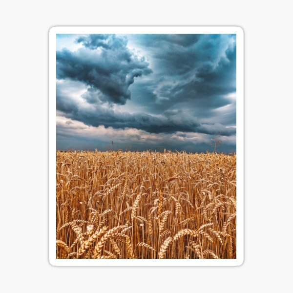 Item preview, wheat field stormy sky designed and sold by ativka.