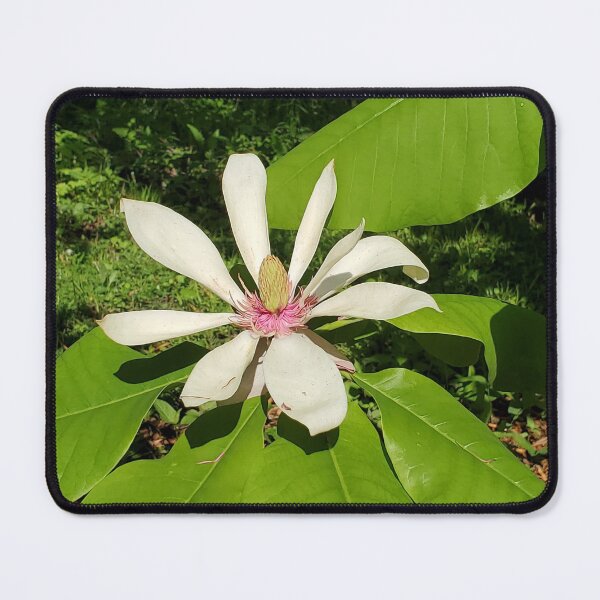 Item preview, Big Leaf Magnolia designed and sold by ImagiNatureDay.