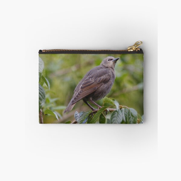 Item preview, Baby Starling on my Cherry Tree designed and sold by AnnDixon.