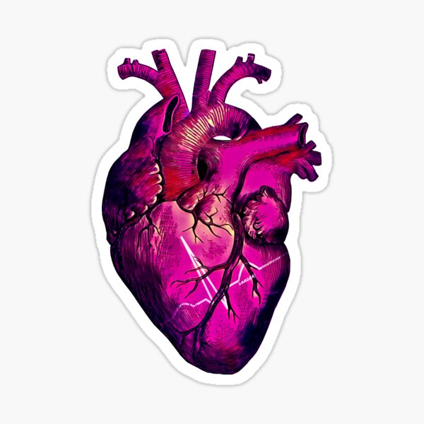Сердечки в тг. Сердце человека Sticker. Сердце настоящее стикер. Сердце Стикеры тг. Стикеры с сердечками в тг.