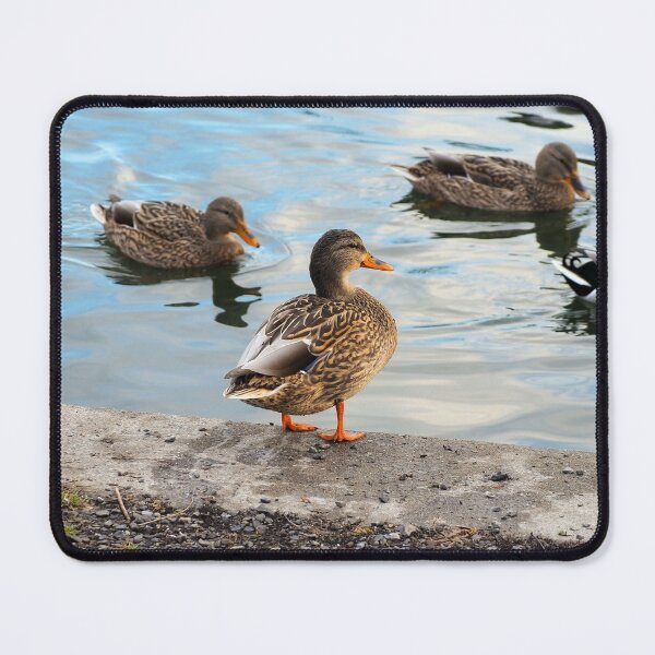 Item preview, Female Mallard Duck Standing By The Pond designed and sold by BackyardBirder.